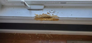 HandymanWoo- Dog Chewed Window Sill