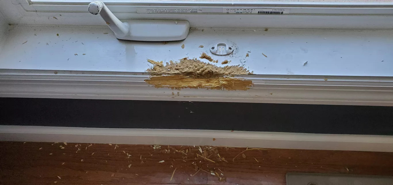 HandymanWoo- Dog Chewed Window Sill